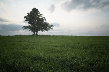 oak and maple grow together on green field, tranquil scene