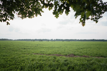field under the tree scene in summer day, tranquil scene