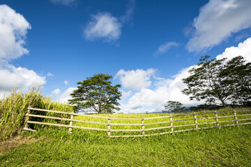 Grassy meadow in Hawaii
