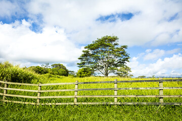 Obraz premium Green meadow in Hawaii