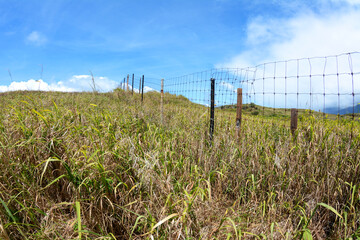 Wire fence in grassy field