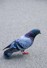 pigeon