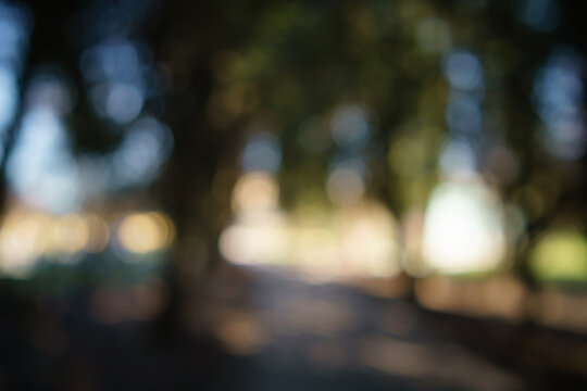 abstract green park or garden blurred background in shadow path, real lens blur