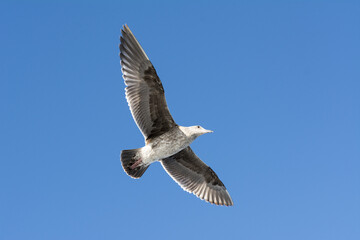 Seagull flying against a blue sky