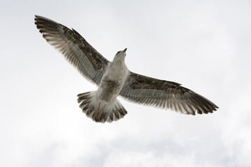 Seagull flying against a white sky