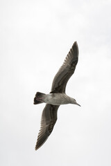 Obraz premium Seagull flying against a white sky