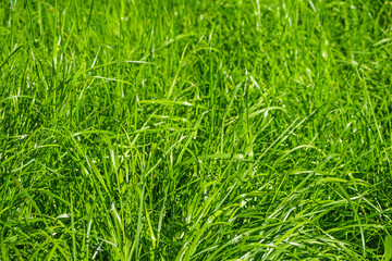 Lush Grass Background