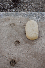 Fototapeta na wymiar Dog footprints and a stone in the sand