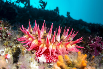 Naklejka na ściany i meble Red sea anemone on reef