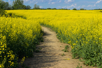 Yellow blossoming rape seeds on a sunny day.