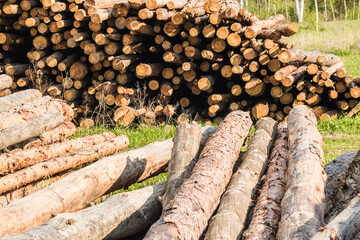 Pine logs in piles, sunny spring day.
