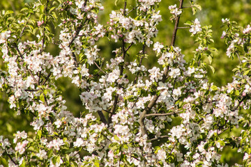Fototapeta na wymiar Spring blossom: branch of a blossoming apple tree on garden background.