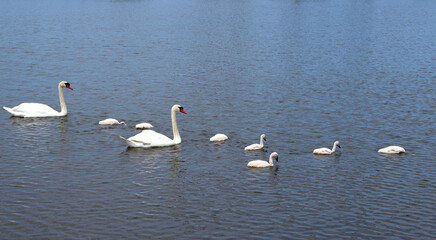 Family of swans on the lake