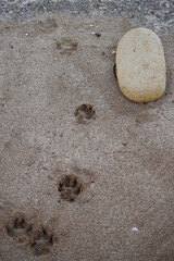Fototapeta na wymiar Dog footprints next to a stone in the sand