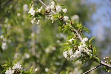 The blooming of the Sakura