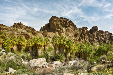 Fototapeta na wymiar Rocky mountainside lined with palm trees
