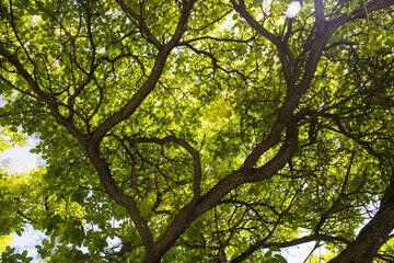 Fototapeta premium A huge bush shines under the sun