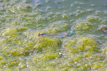 dragonfly on the water
