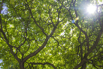 Huge bush view from below with a view of the sun