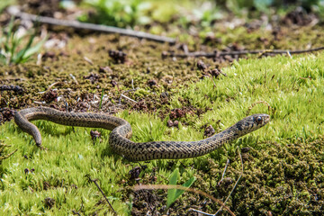 Closeup view of brown garter snake slithering through a moss covered yard