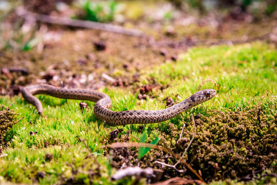 A Photo of the complete Common Garter Snake found in Pennsylvannia