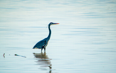 Blue Heron at bird sanctuary in Ventura, CA