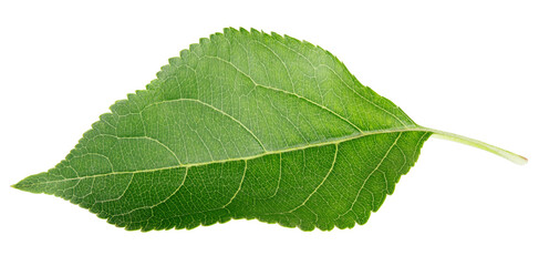 Fototapeta premium Single green apple leaf isolated on white background