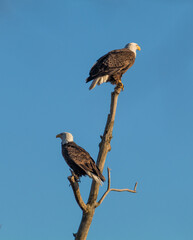 Pair of Bald Eagles