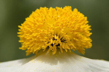 Closeup of white Romneya coulteri flower
