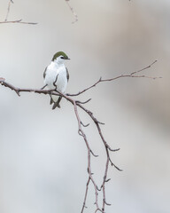 Violet-green Swallow