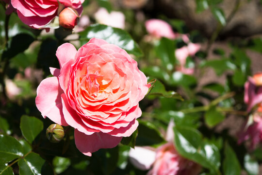 Rose - Pink Abundance