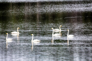 migrating Whooping Swans stopped for rest and feeding on river