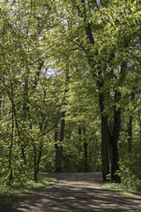 Fototapeta na wymiar Path through forest in spring 