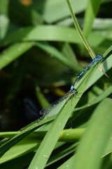 Mating pair of Blue-tailed Damselfly, ischnura elegans, perched on a grass stem