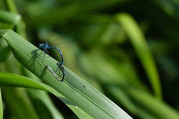 Mating pair of Blue-tailed Damselfly, ischnura elegans, perched on grass stem