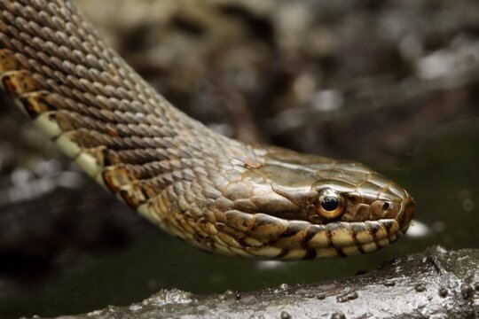Northern Water Snake (nerodia sipedon)