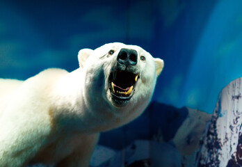 Portrait of a Polar Bear