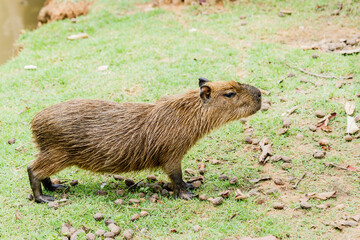 ig Capybara (hydrochoerus hydrochaeris) in the zoo