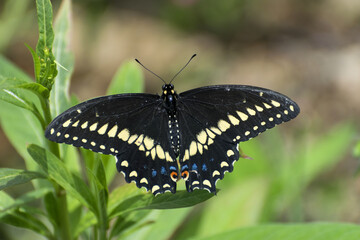 Closeup of a beautiful Black Swallowtail Butterfly