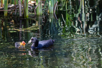 Parent Eurasian Coot feeding young coot ducklings in springtime