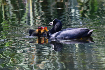 Parent Eurasian Coot feeding young coot ducklings in springtime