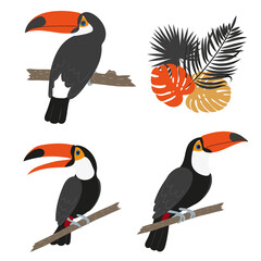 Toucan set. Vector illustration of tropical birds isolated on white. © Afanasia