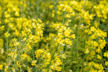 Canola flower on blurred background