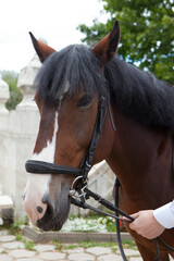 Obraz premium Brown horse hand-held for the bridle