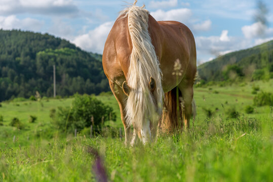 Horse grazing in a pasture with grass