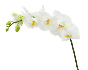 Naklejka na ściany i meble Delicate orchid branch blossoming with large white flowers isolated on white background. Blooming twig of Phalaenopsis orchid flower.