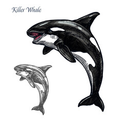 Killer whale or orca sea animal isolated sketch © Vector Tradition
