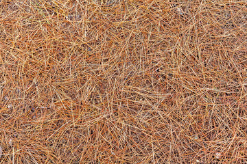 Pine Needles on forest ground