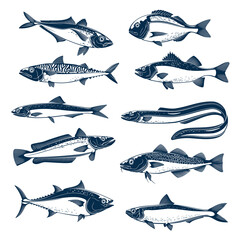 Sea fish icon set for seafood and fishing design