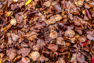 Autumn Leaves